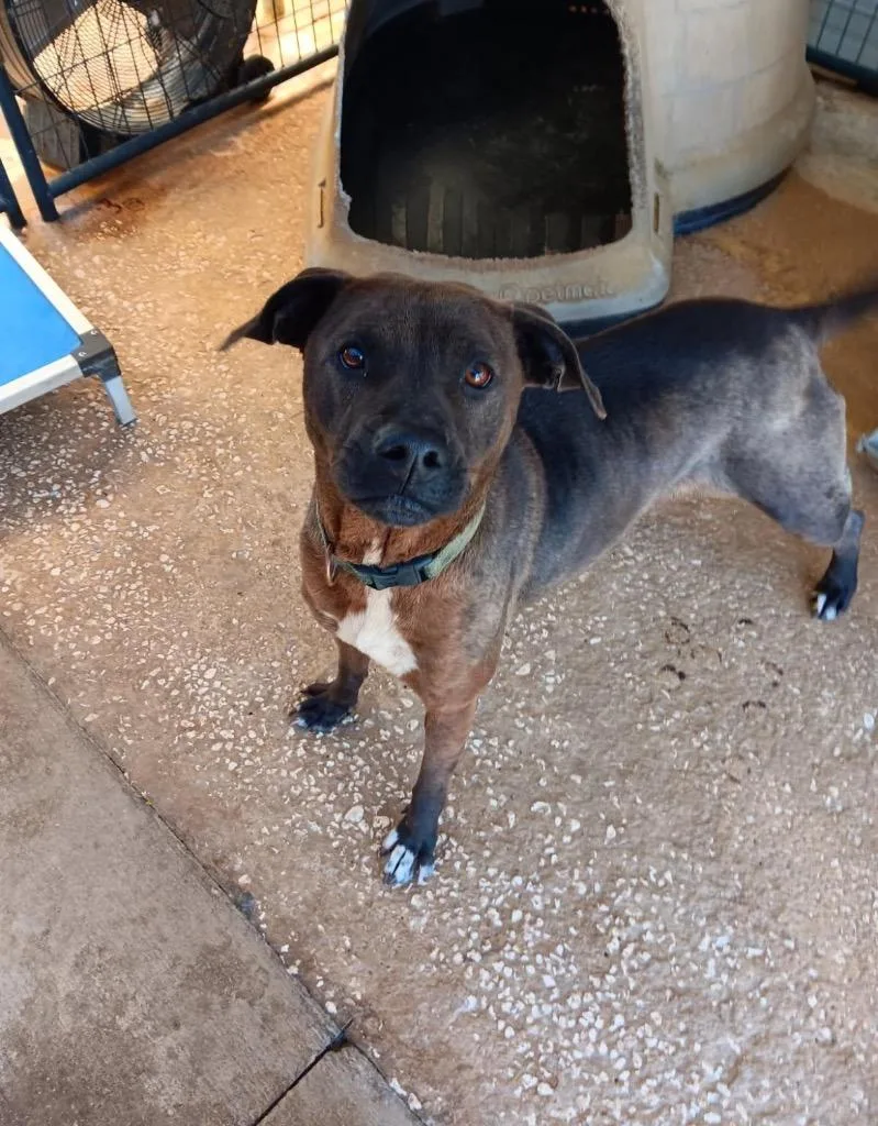 A young medium-sized female American Bulldog dog named Jojo for adoption in Marianna, FL