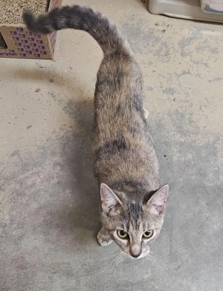 A young medium-sized female Dilute Calico Domestic Short Hair cat named Violet for adoption in Wahpeton, ND