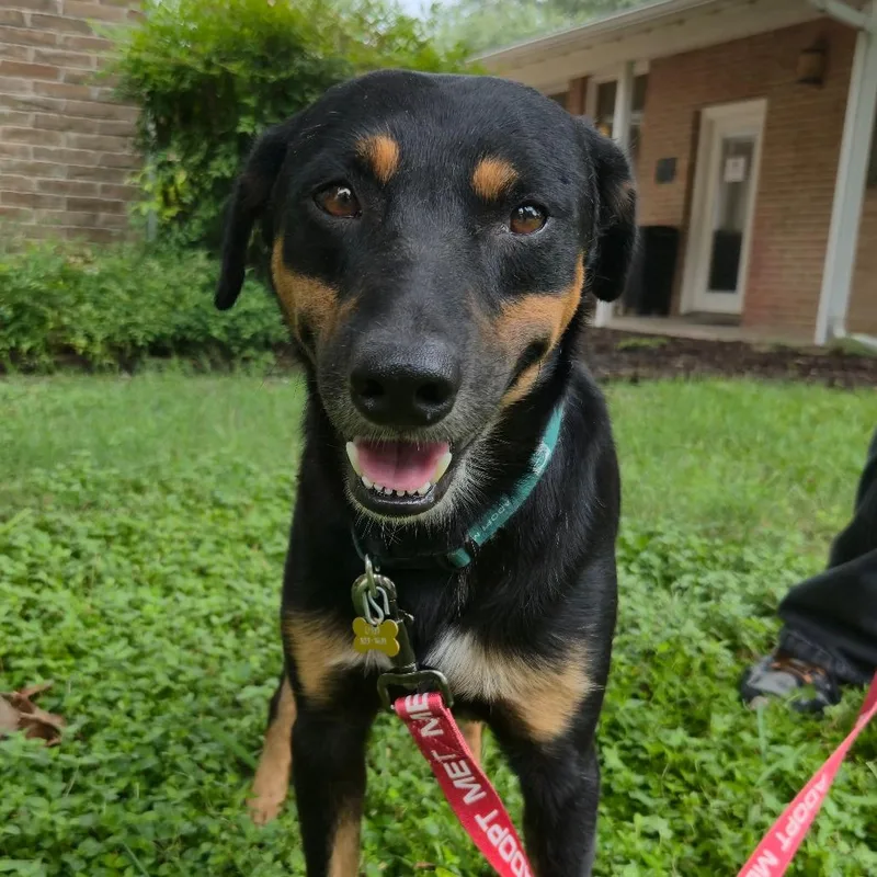 An adult medium-sized male Black and Tan Coonhound dog named Stone for adoption in San Antonio, TX