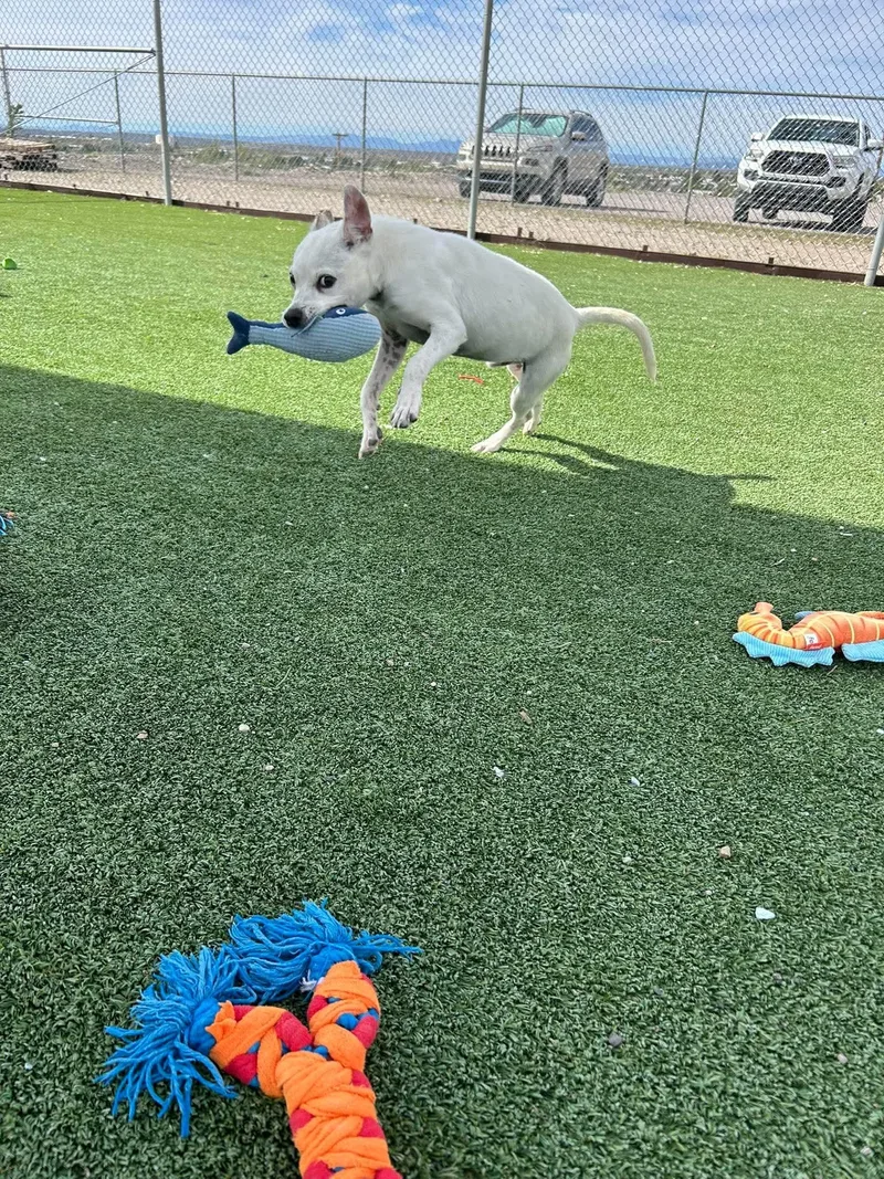 A young medium-sized male Mixed Breed dog named Dodo for adoption in Truth Or Consequences, NM