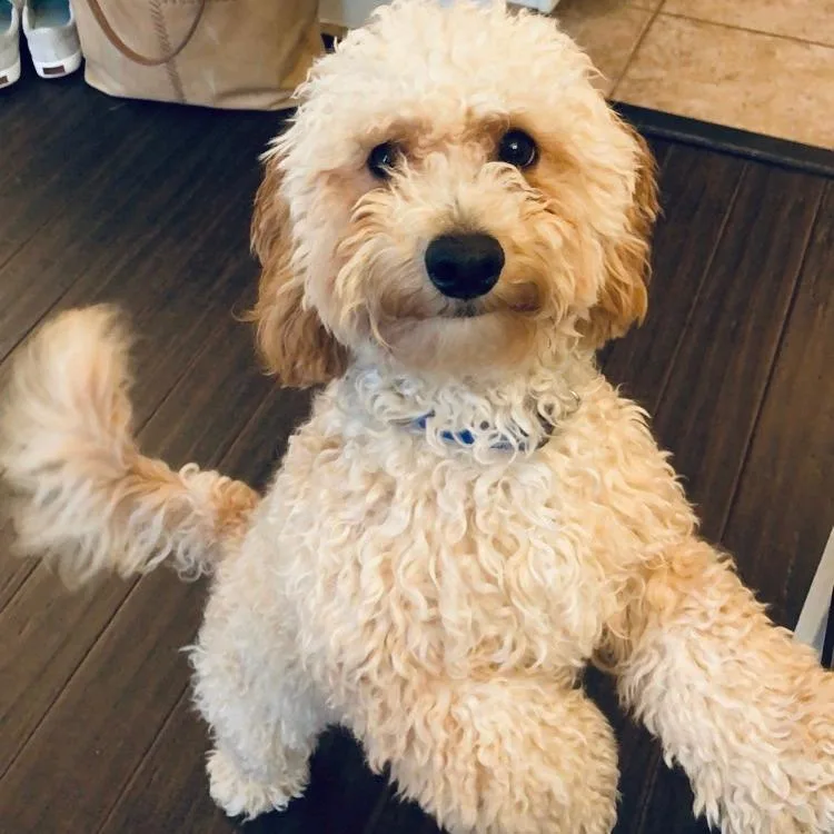 An adult small-sized male Maltese dog named Simba Home to for adoption in South Elgin, IL