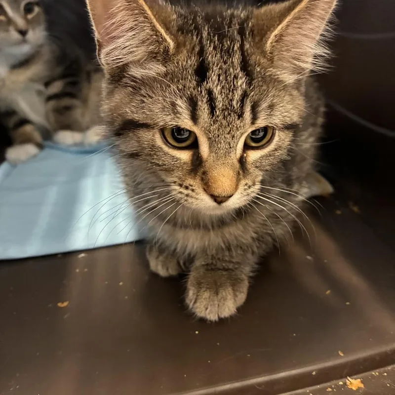A baby small-sized female Gray / Blue / Silver Domestic Short Hair cat named Sakura for adoption in Marshall, VA