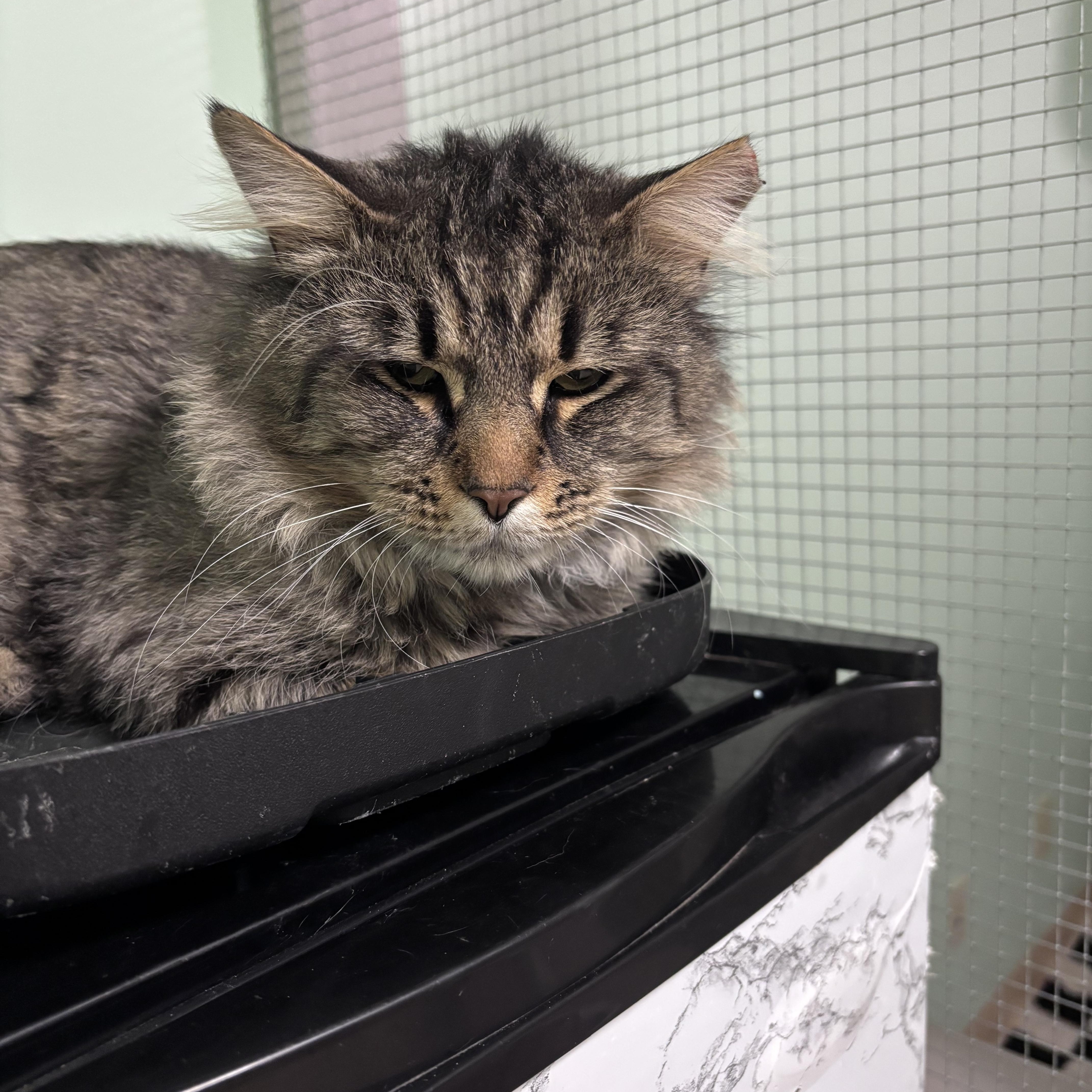 A young large-sized male Tabby (Brown / Chocolate) Domestic Short Hair cat named Ducky for adoption in Franklin, IN