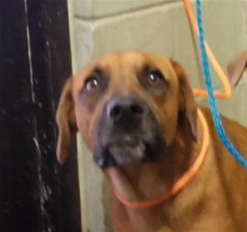 A young medium-sized female German Shorthaired Pointer dog named Muffin for adoption in Tulsa, OK