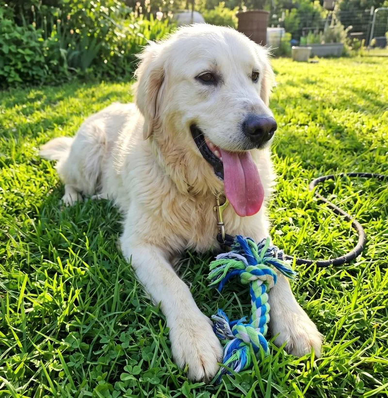An adult large-sized female Golden Retriever dog named Rosie for adoption in Crown Point, IN