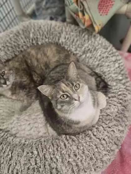 An adult large-sized female Domestic Short Hair cat named Missy for adoption in Mount Pleasant, IA