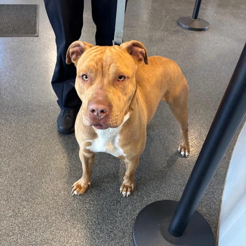 An adult large-sized male Yellow / Tan / Blond / Fawn Mixed Breed dog named Lvhstray for adoption in Allentown, PA