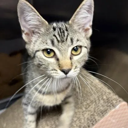 A young small-sized female Tabby (Brown / Chocolate) Domestic Short Hair cat named Abigail for adoption in North Myrtle Beach, SC