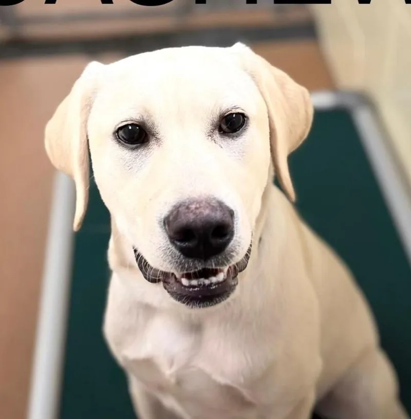 A baby large-sized male White / Cream Yellow Labrador Retriever dog named Cashew for adoption in Norwalk, CT