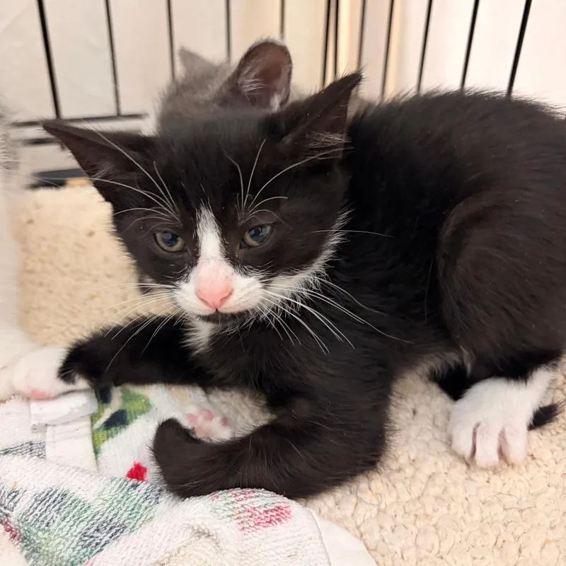 A baby small-sized male Black Domestic Short Hair cat named Peter for adoption in Lynchburg, VA