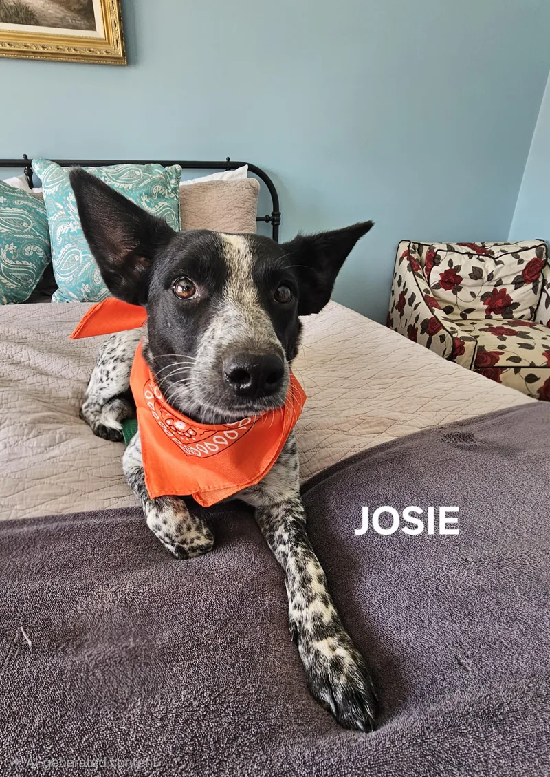 Josie thumbnail 2