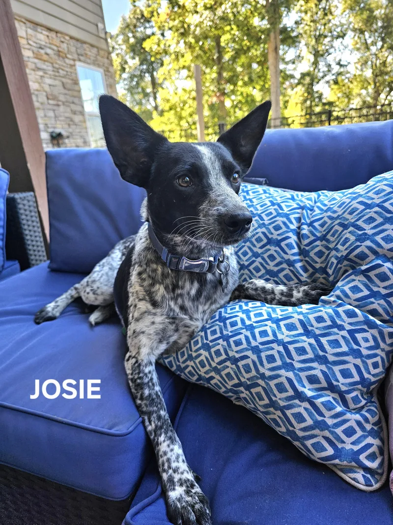 Josie thumbnail 5