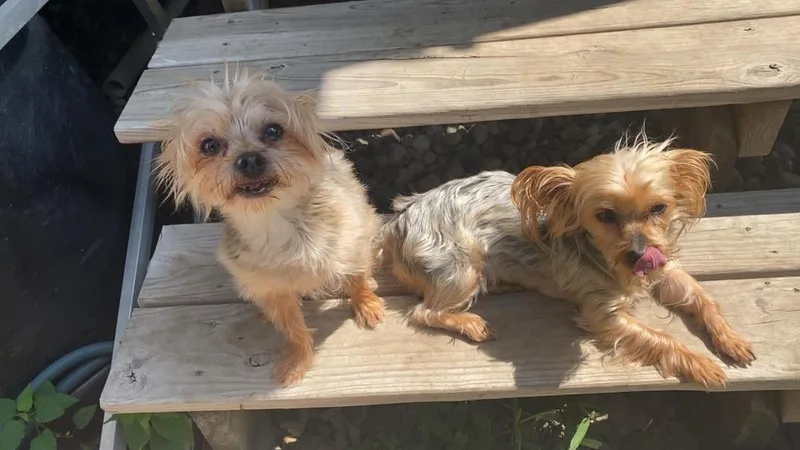 An adult small-sized female Yorkshire Terrier dog named Billie Jean for adoption in Peoria, IL