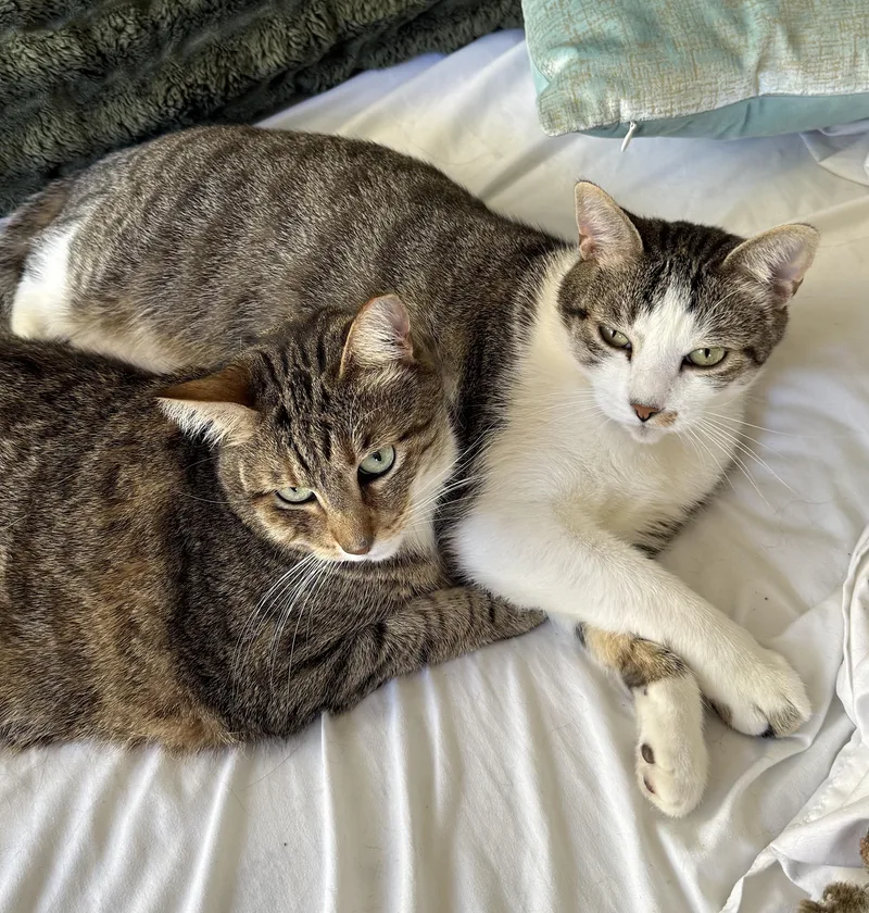 Daisy and Duke