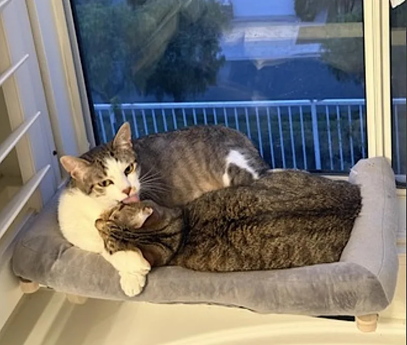 Daisy and Duke thumbnail 2