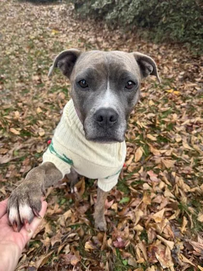 An adult large-sized female Mixed Breed dog named Rosie for adoption in Atlanta, GA