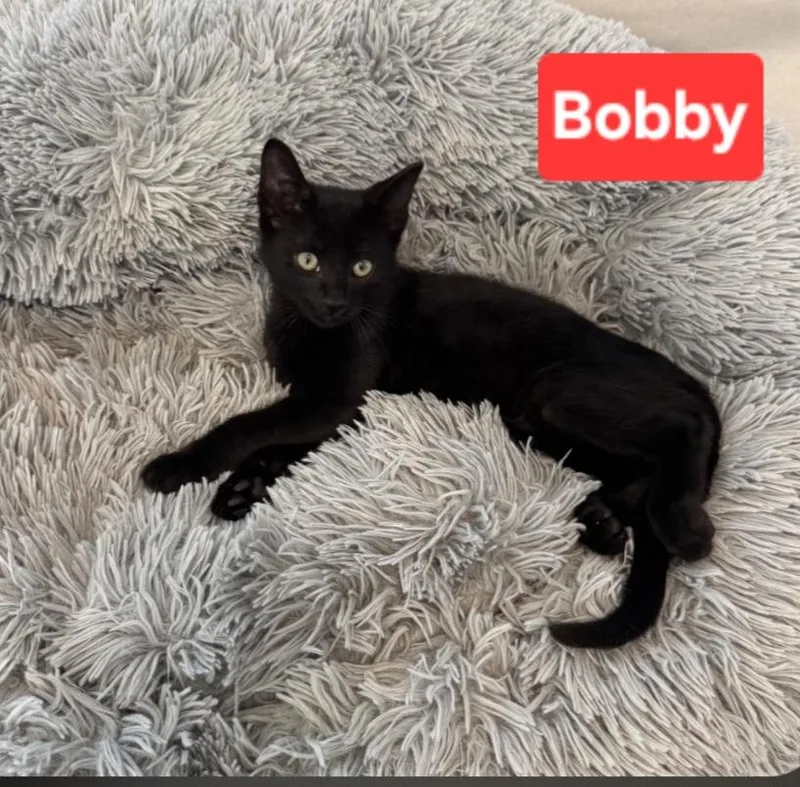 A baby small-sized male Black Domestic Short Hair cat named Bobby for adoption in Brighton, MI