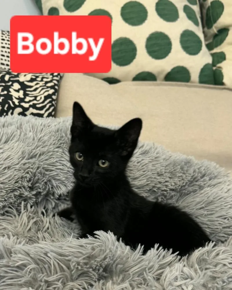 Bobby thumbnail 2