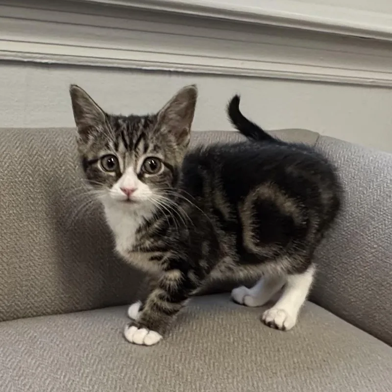A baby small-sized female Tabby cat named Sprinkles for adoption in East Northport, NY