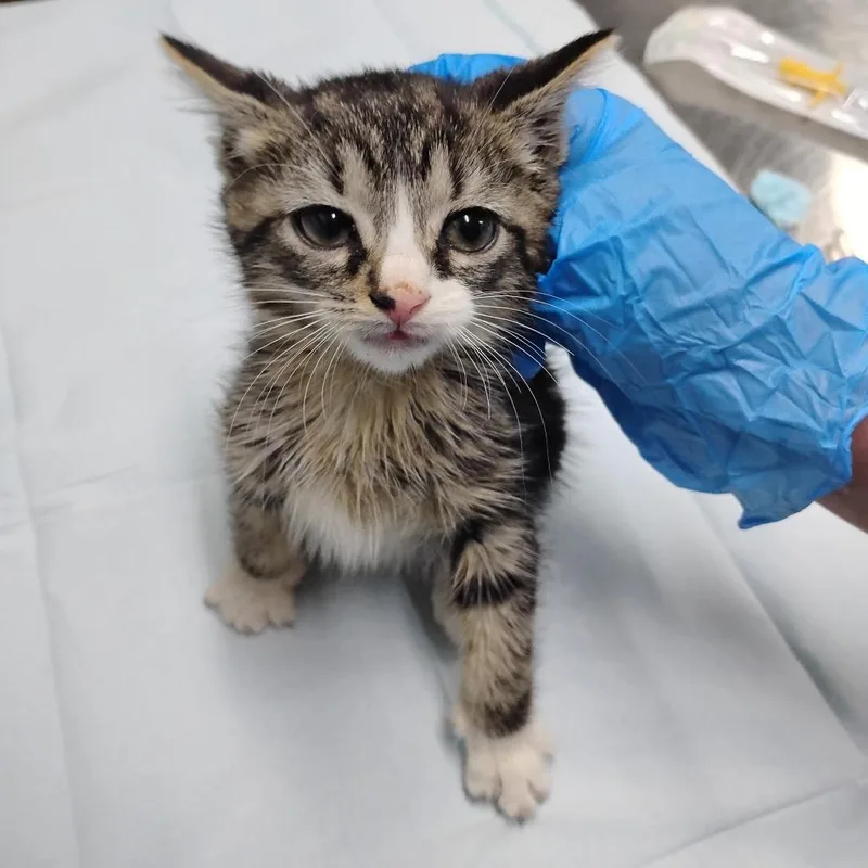 A baby small-sized female Brown / Chocolate Domestic Medium Hair cat named Crunch for adoption in Summerville, SC