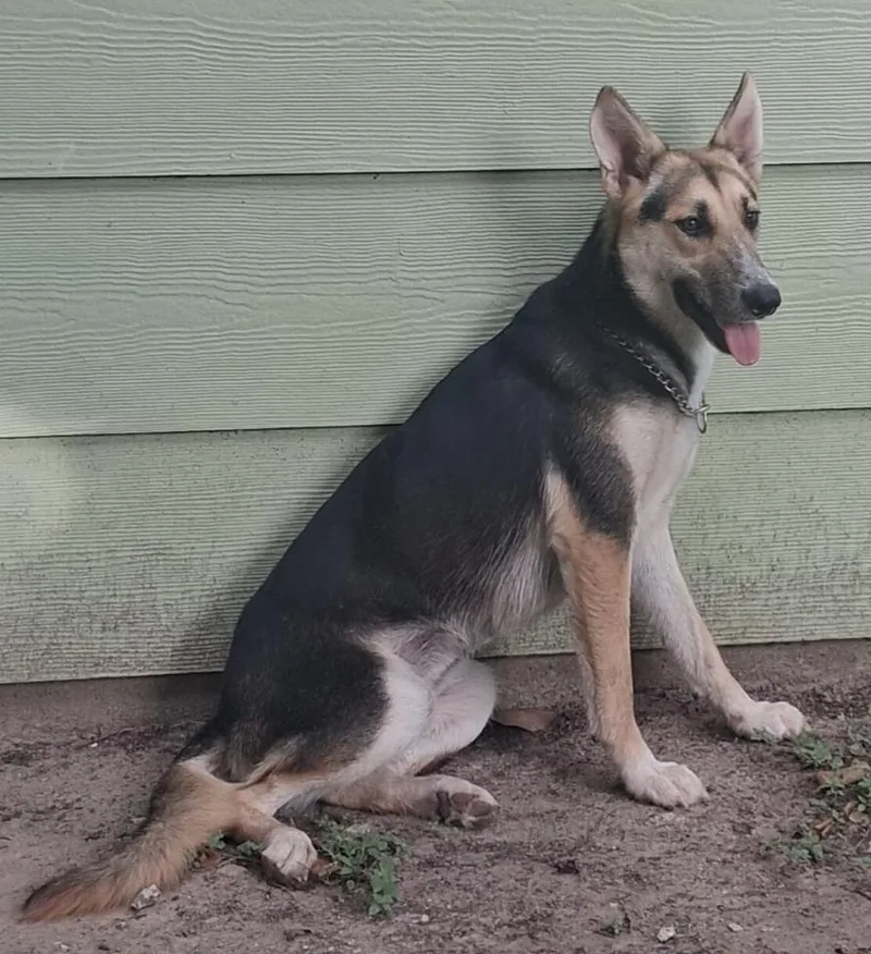 A young large-sized female Tricolor (Brown, Black, & White) German Shepherd Dog dog named Addie super sweet for adoption in Houston, TX