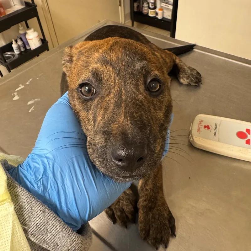 Cher Lloyd thumbnail 2