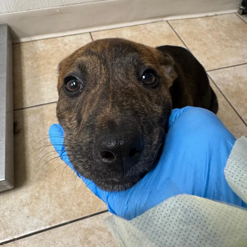 Cher Lloyd thumbnail 3