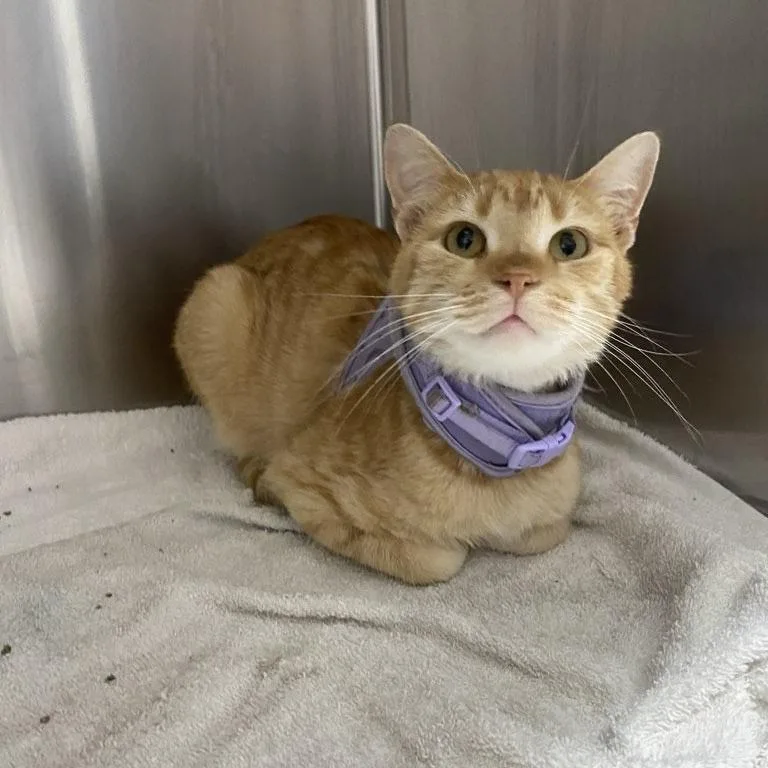 Simba