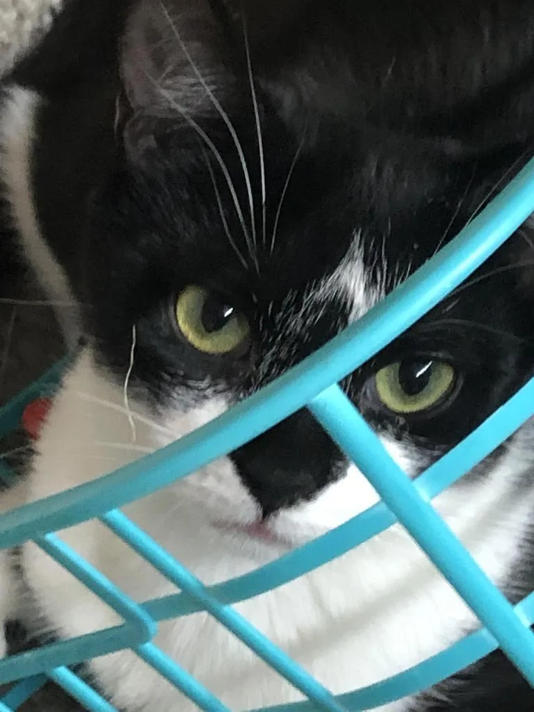 Lucille K thumbnail 2