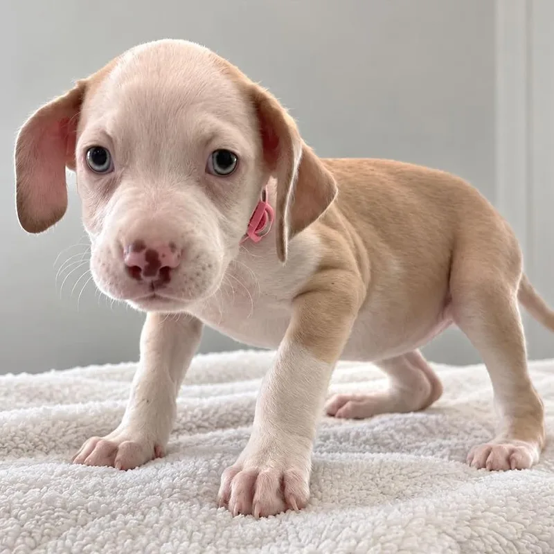A baby small-sized female White / Cream Australian Shepherd dog named Jean Grey for adoption in Tampa, FL
