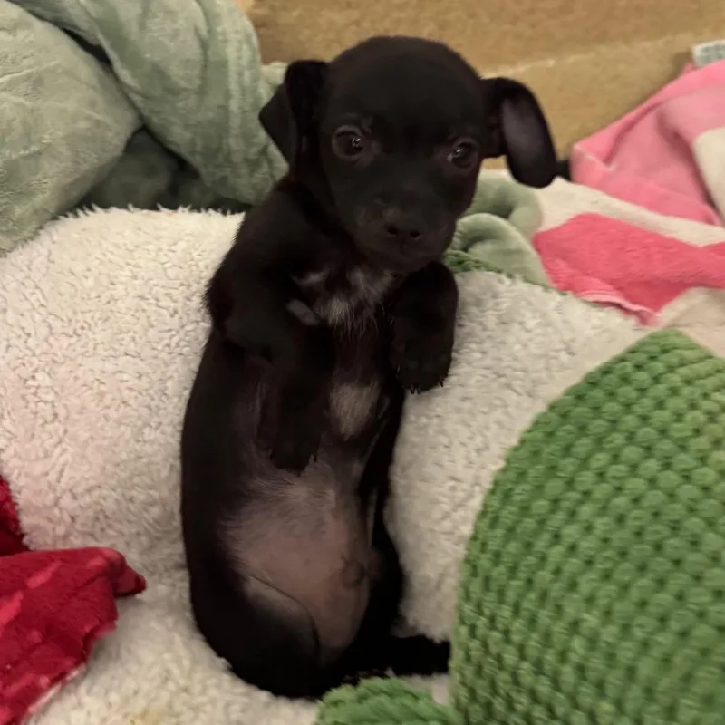 A baby small-sized male Chihuahua dog named Atlas for adoption in West Palm Beach, FL