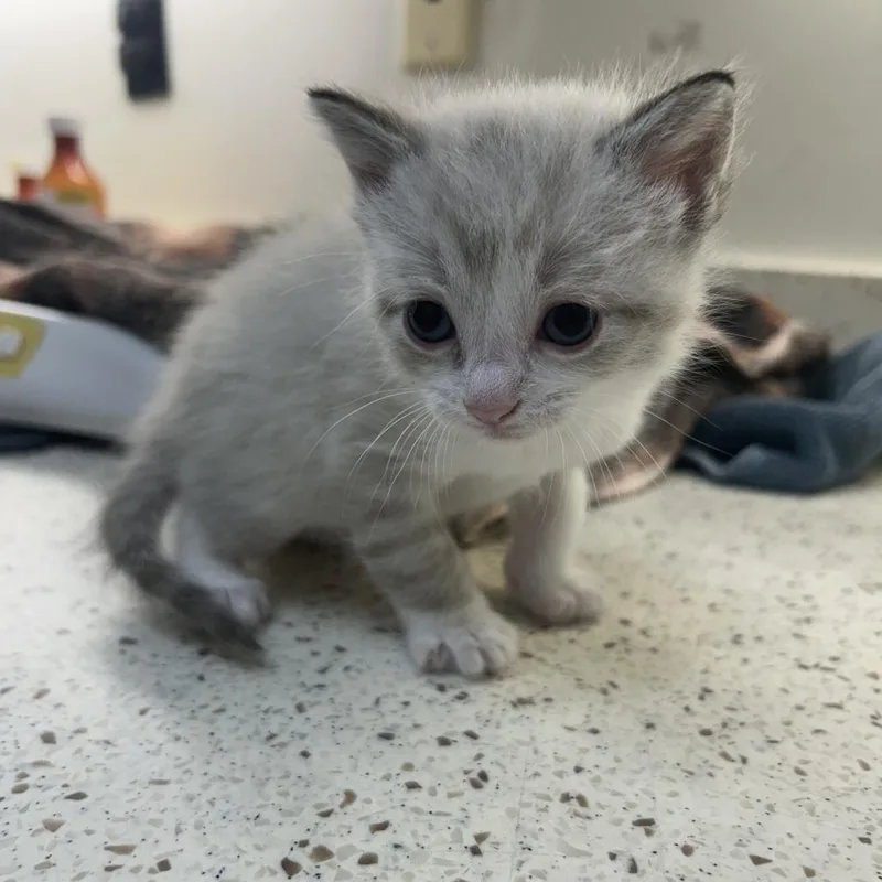 A baby small-sized male White Domestic Short Hair cat named Bass for adoption in Auburn, AL