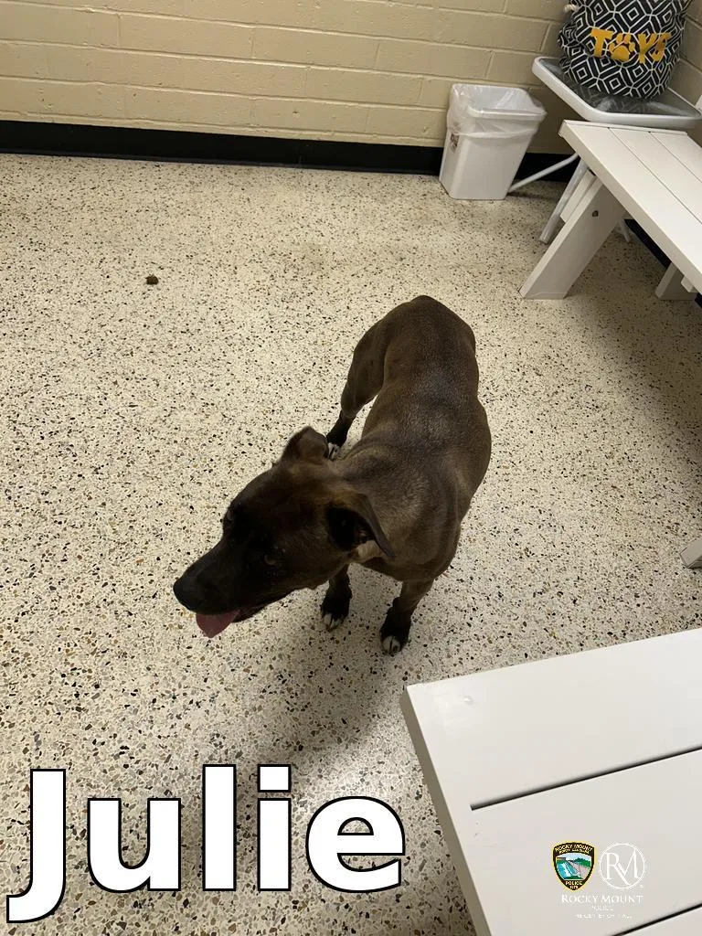 A young medium-sized female Pit Bull Terrier dog named Julie for adoption in Rocky Mount, NC