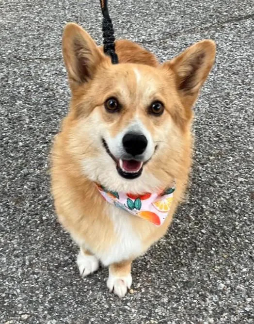 A young medium-sized male Corgi dog named Sammie for adoption in Junction City, KS