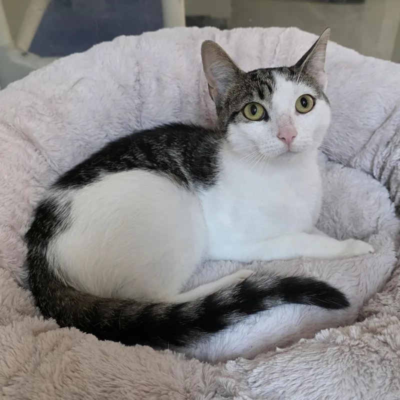 An adult medium-sized male Tabby (Brown / Chocolate) Tabby cat named Curly for adoption in Greensboro, NC