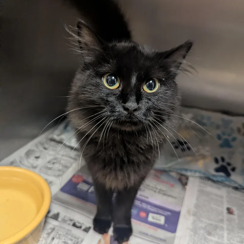 A baby large-sized female Black Domestic Long Hair cat named Zoey for adoption in Springfield, IL