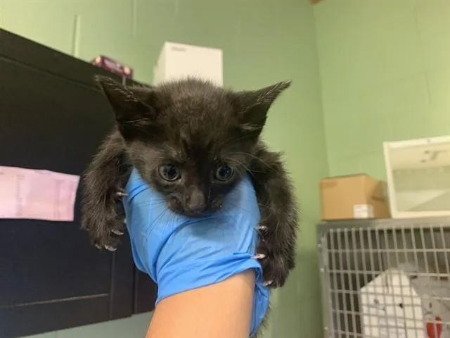 A baby small-sized female Domestic Short Hair cat named Frito for adoption in Grand Prairie, TX