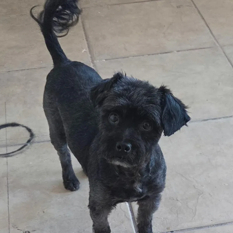 A young small-sized female Black Miniature Schnauzer dog named Hella for adoption in Marana, AZ
