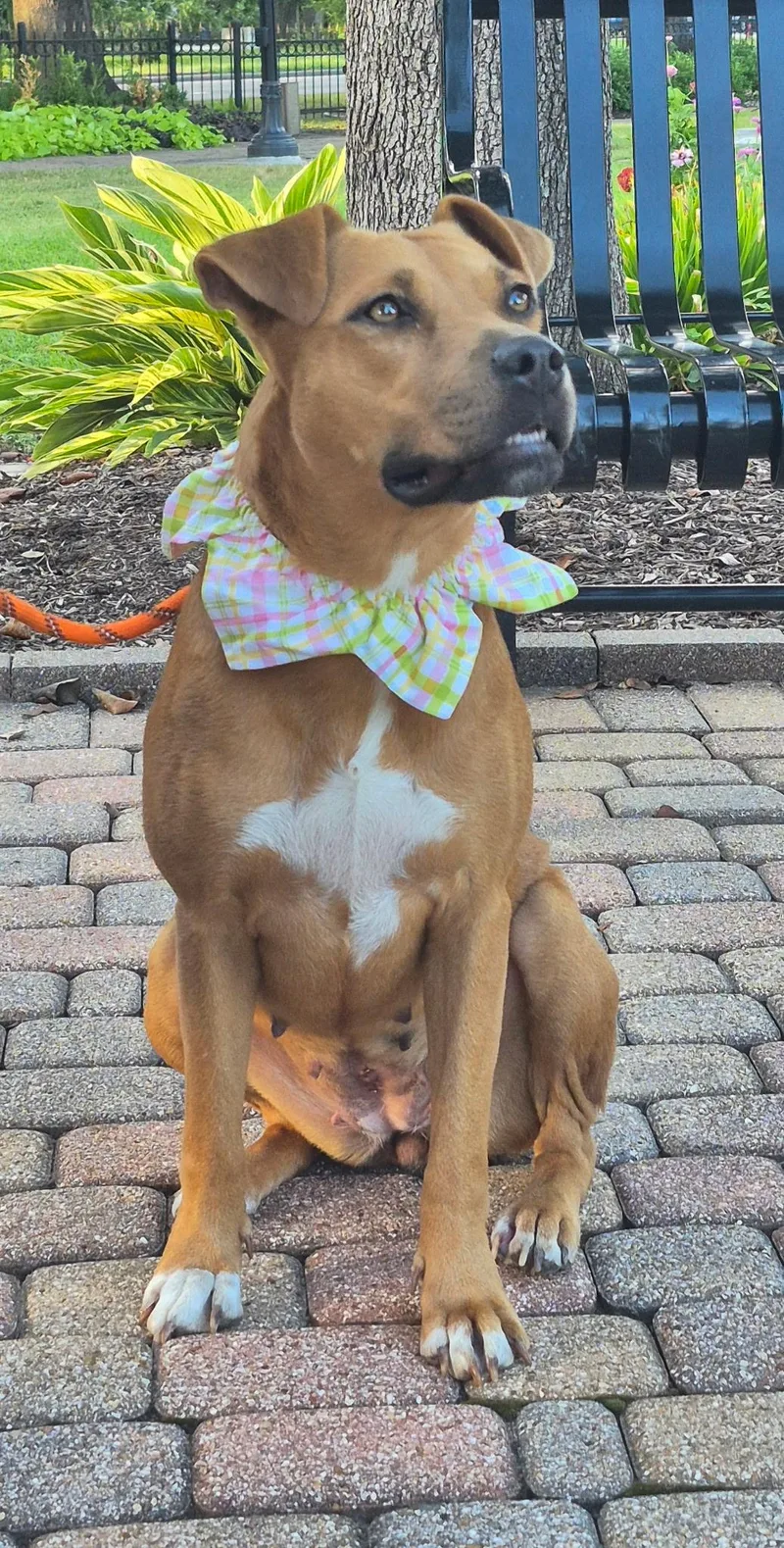 Gypsy Sweet Girl! thumbnail 5