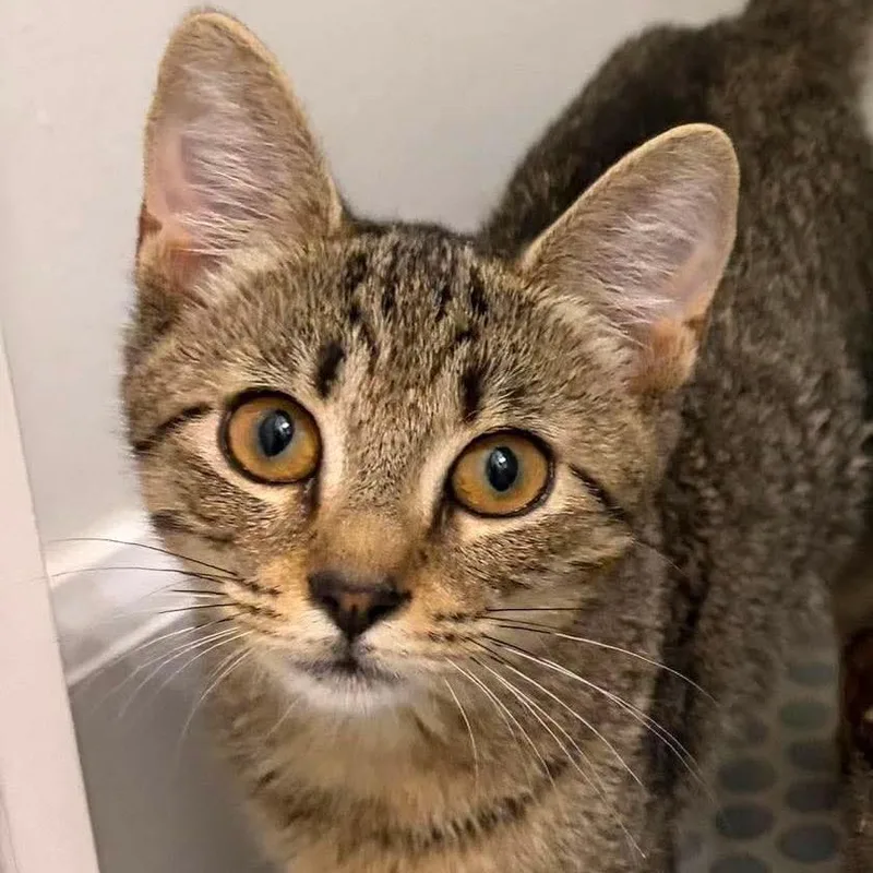 A baby small-sized female Gray / Blue / Silver Domestic Short Hair cat named Honey for adoption in Tampa, FL
