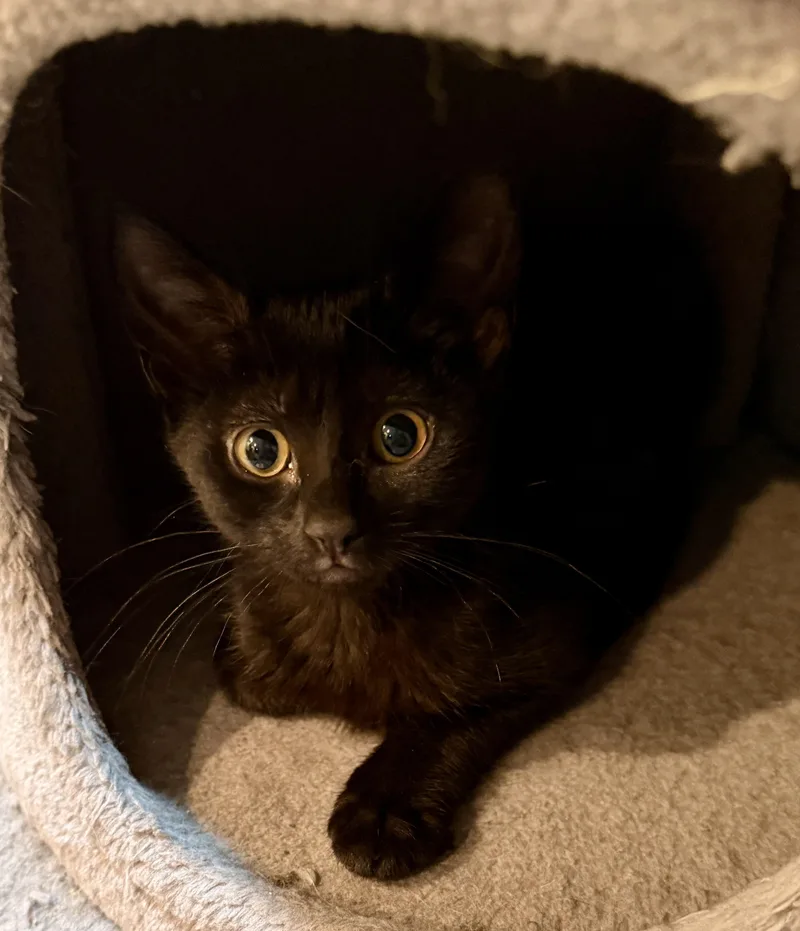 A baby medium-sized female Black Domestic Short Hair cat named Jelly for adoption in East Hanover, NJ