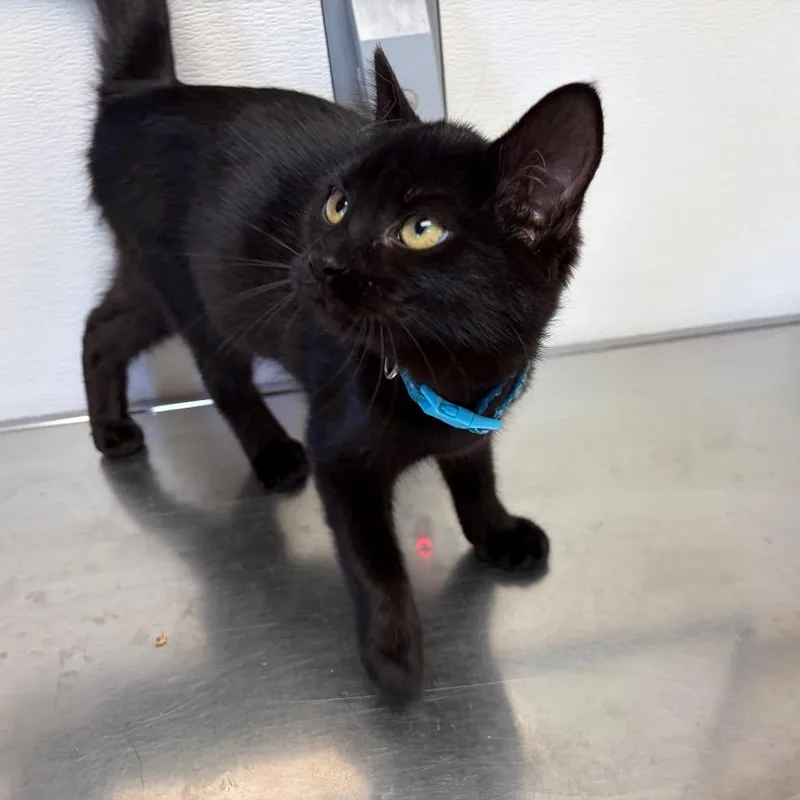 A baby small-sized female Black Domestic Short Hair cat named Coconut for adoption in Ashtabula, OH