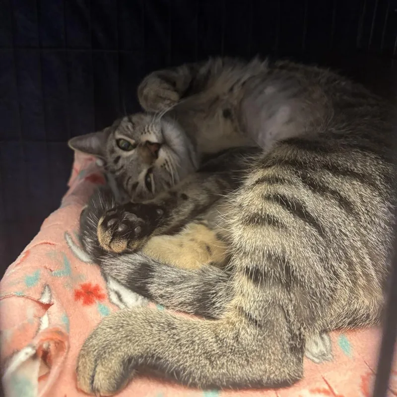 An adult large-sized female Gray / Blue / Silver Domestic Short Hair cat named Dobby for adoption in Tempe, AZ