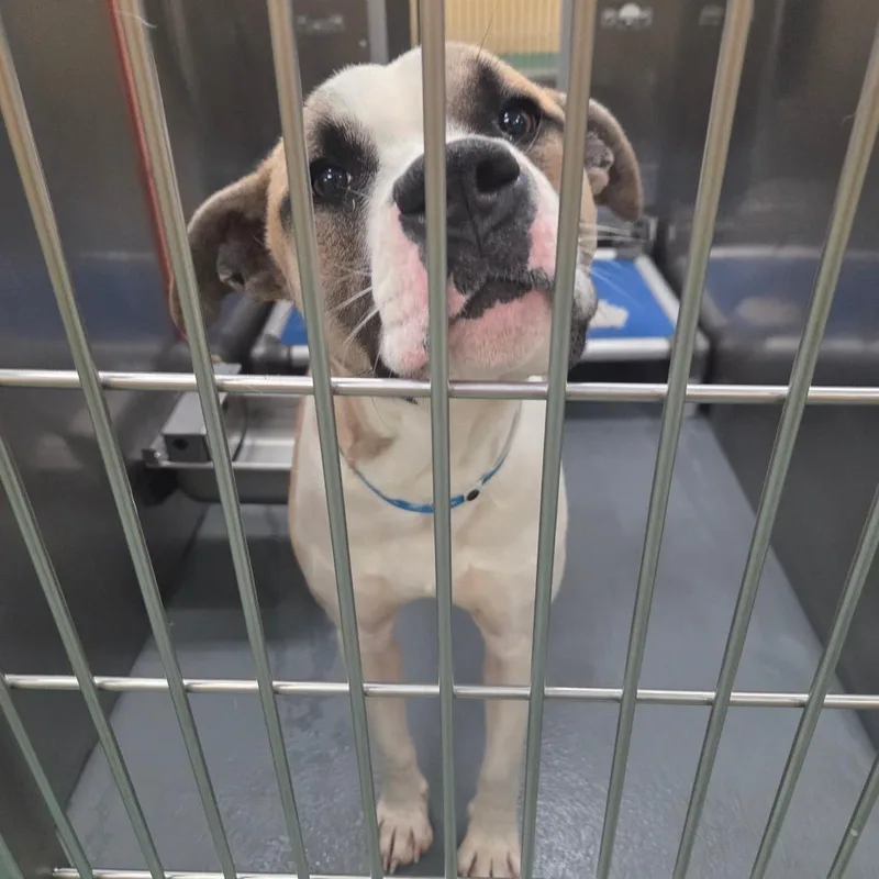 An adult large-sized male Yellow / Tan / Blond / Fawn Mixed Breed dog named Jackson for adoption in Bartlett, TN