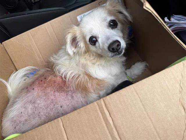 A senior small-sized male Terrier dog named Rusty for adoption in San Antonio, TX