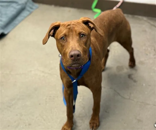 A young large-sized male Labrador Retriever dog named Yoda for adoption in Tucson, AZ