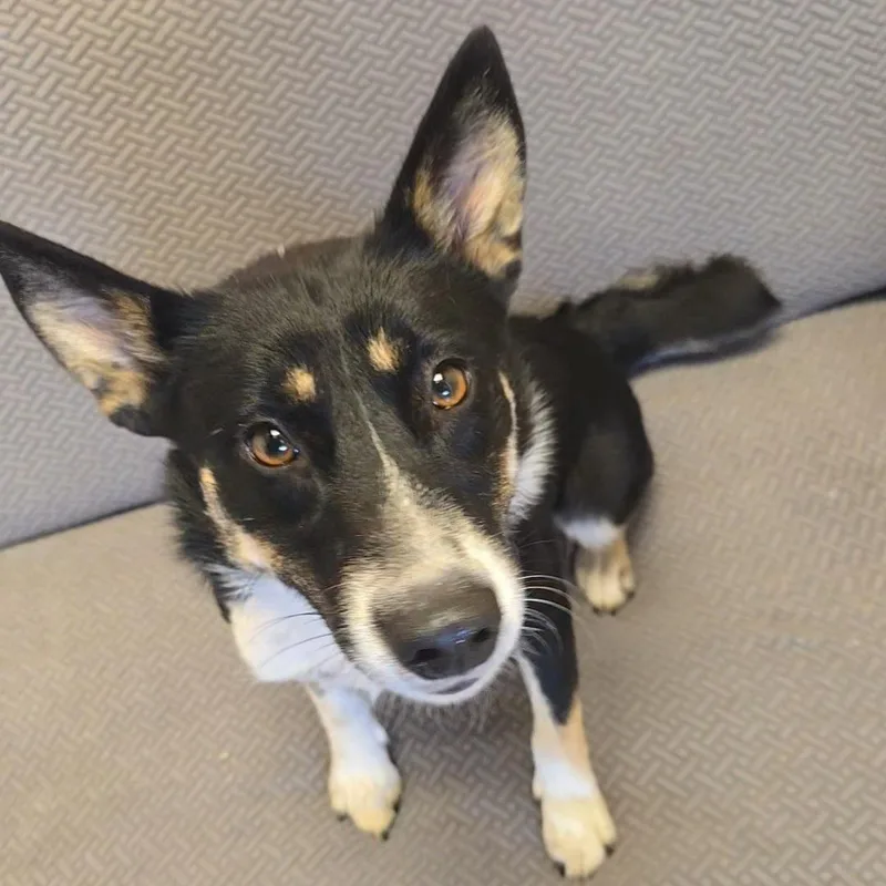 Macie