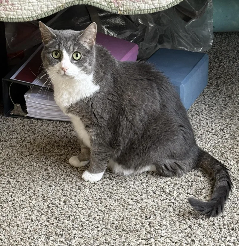 An adult medium-sized female Gray & White Domestic Short Hair cat named Sweetie Pie for adoption in BLACK MOUNTAIN, NC