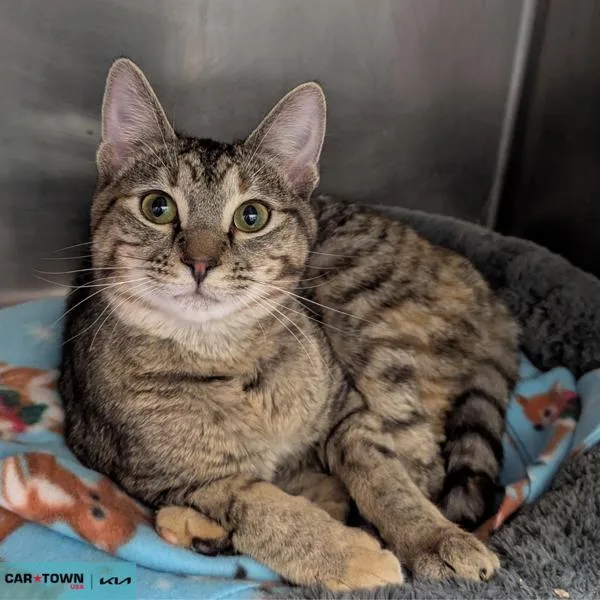 A young medium-sized female Domestic Short Hair cat named Safi for adoption in Lexington, KY