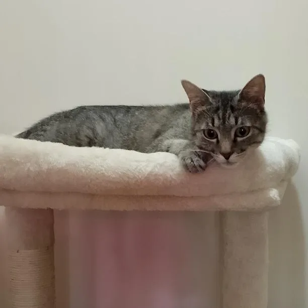 A young medium-sized female Brown / Chocolate Domestic Short Hair cat named Cleo for adoption in Durham, NC